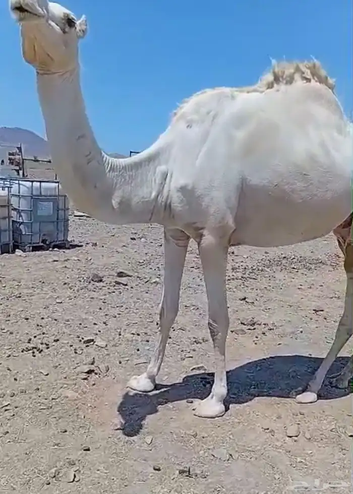 ناقه للبيع 0