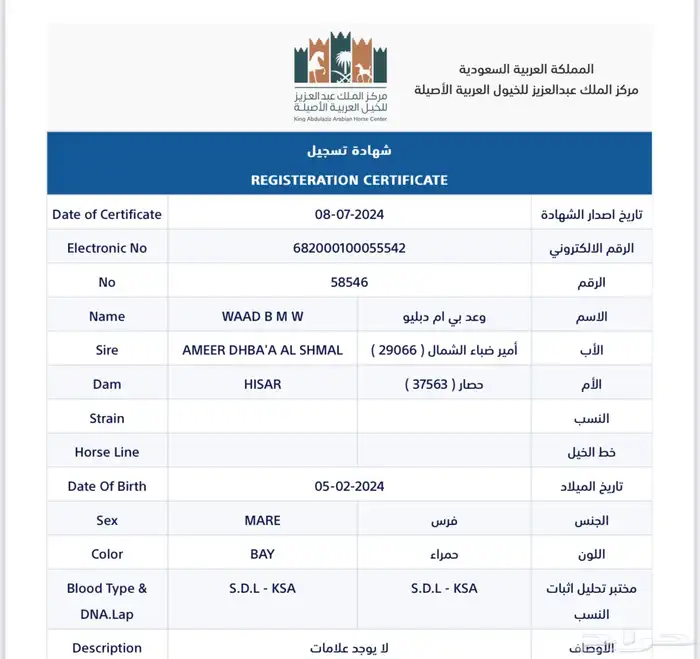 مهره عربيه اصيلة حفيدة مروان الشقب 4