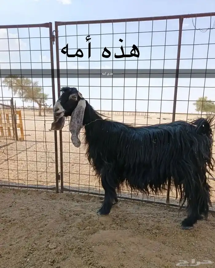 للبيع تيس فحل 2