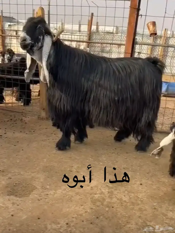للبيع تيس فحل 1