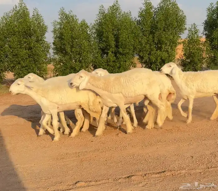 رخال حريات صنف الصنف نوادر 9 بالفحل رخال صنف ((تمم البيعع)) 6