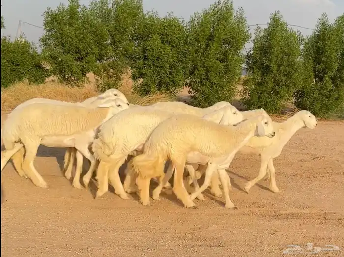 رخال حريات صنف الصنف نوادر 9 بالفحل رخال صنف ((تمم البيعع)) 0