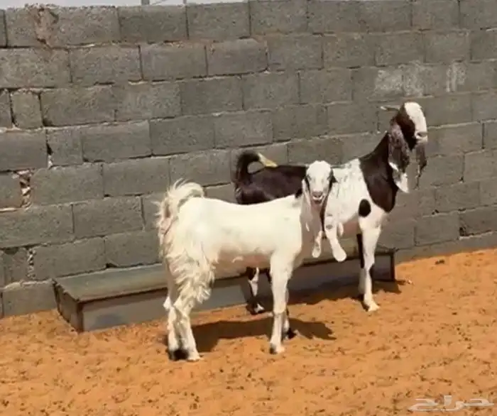 عنز والد 1