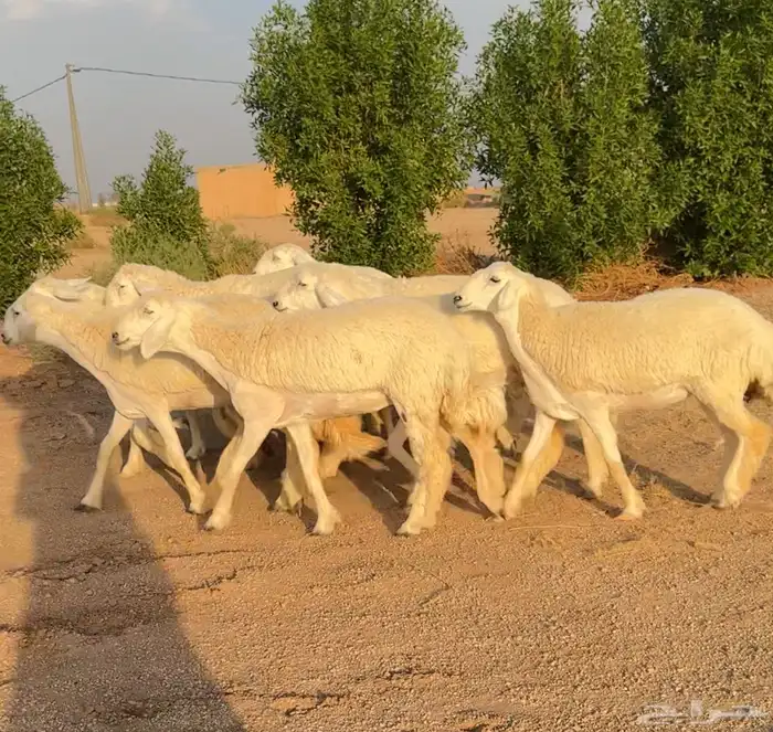 رخال حريات صنف الصنف نوادر 9 بالفحل رخال صنف ((تمم البيعع)) 1