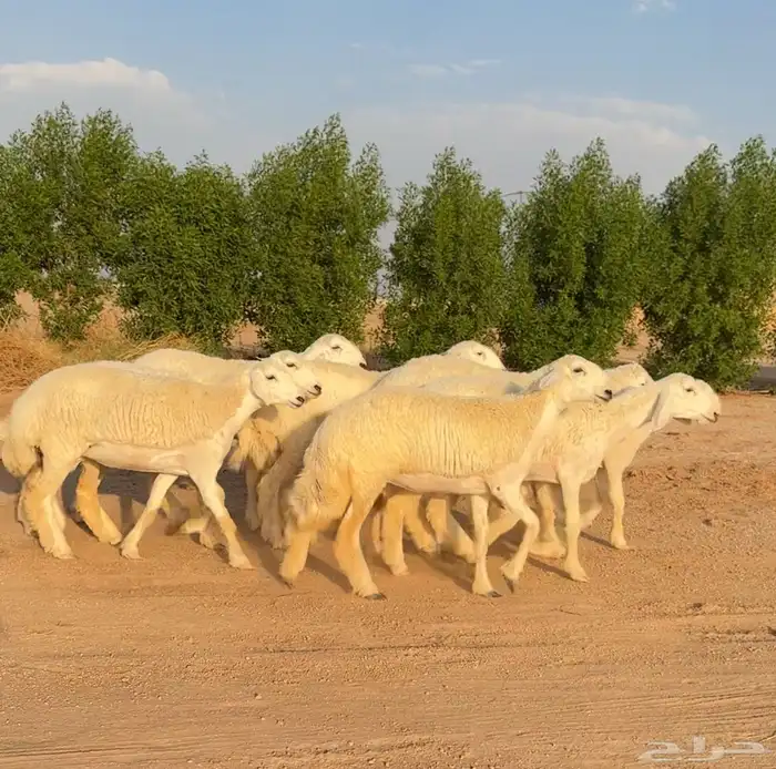 رخال حريات صنف الصنف نوادر 9 بالفحل رخال صنف ((تمم البيعع)) 5