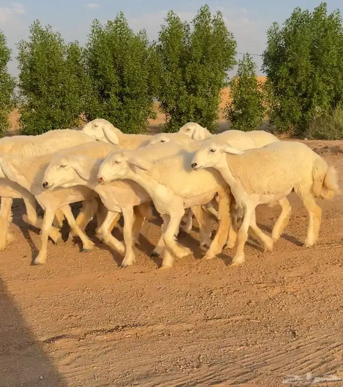 رخال حريات صنف الصنف نوادر 9 بالفحل رخال صنف ((تمم البيعع)) 3