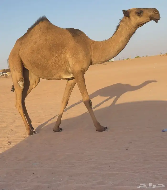 بكار صفر دبيانيات خوات 4