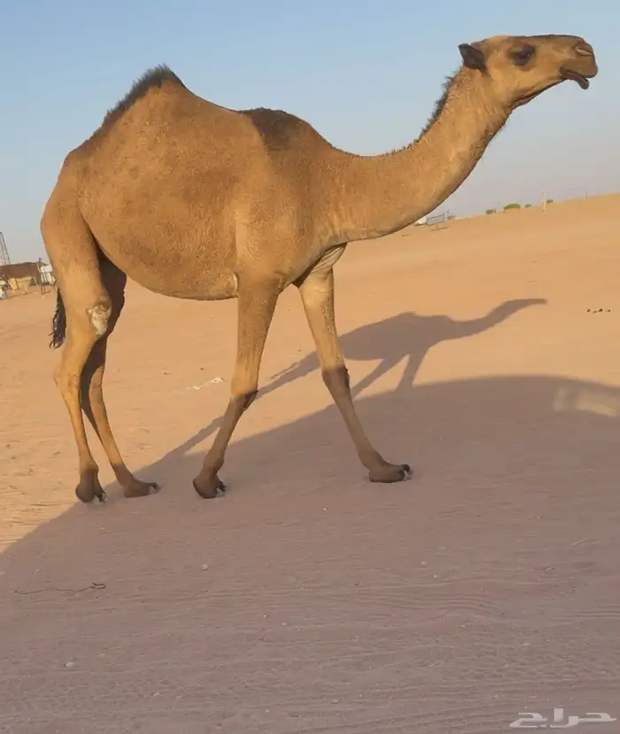 بكار صفر دبيانيات خوات 3