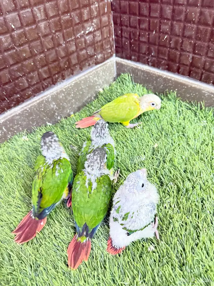 فروخ كنيور 1