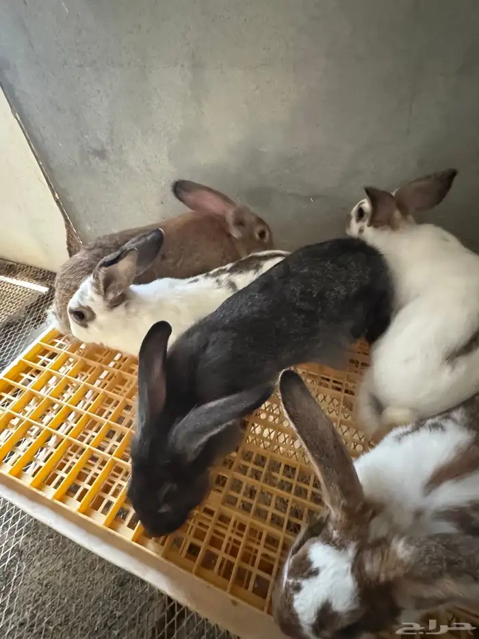 امهات ارانب للبيع 1