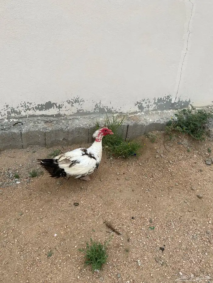 ذكر بط بلدي 0