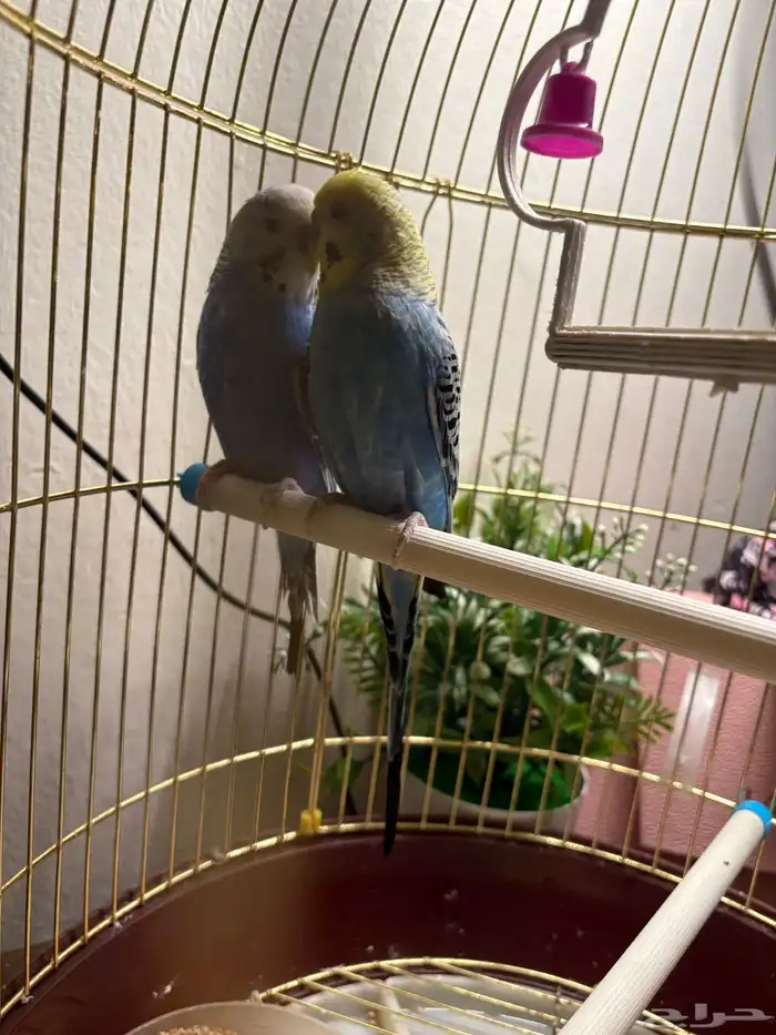 عصفور بادجي الحب 1