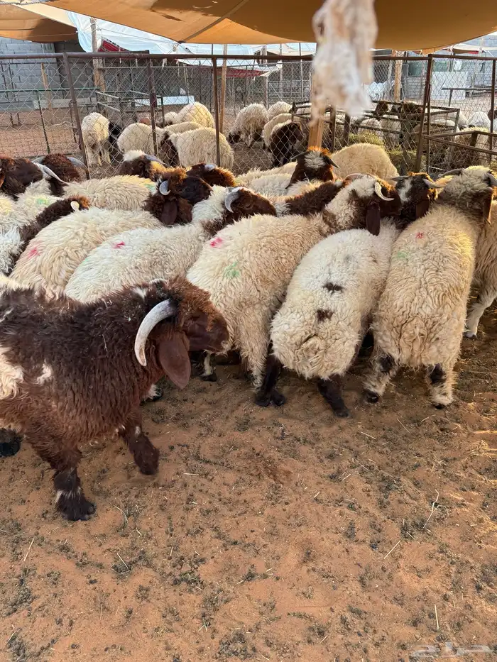 نعيمي بلدي ومتوفر تمارا 100 تقييم 3