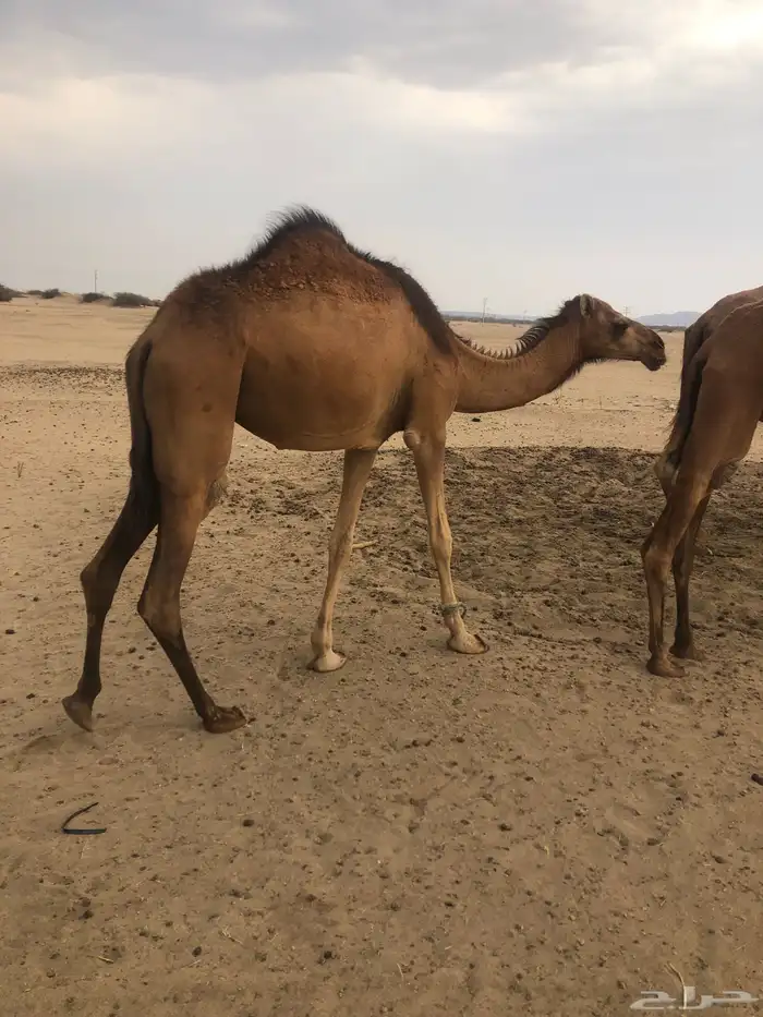 بكره لبنيه يعني لقيه ماشاء الله تبارك الله 1