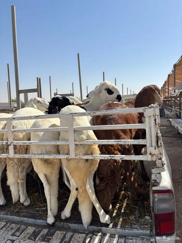 خرفان سواكن تربيه ميه بالميه 1