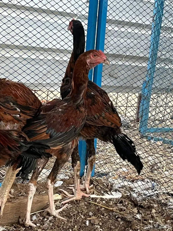 ديوك سندي صافيه 2