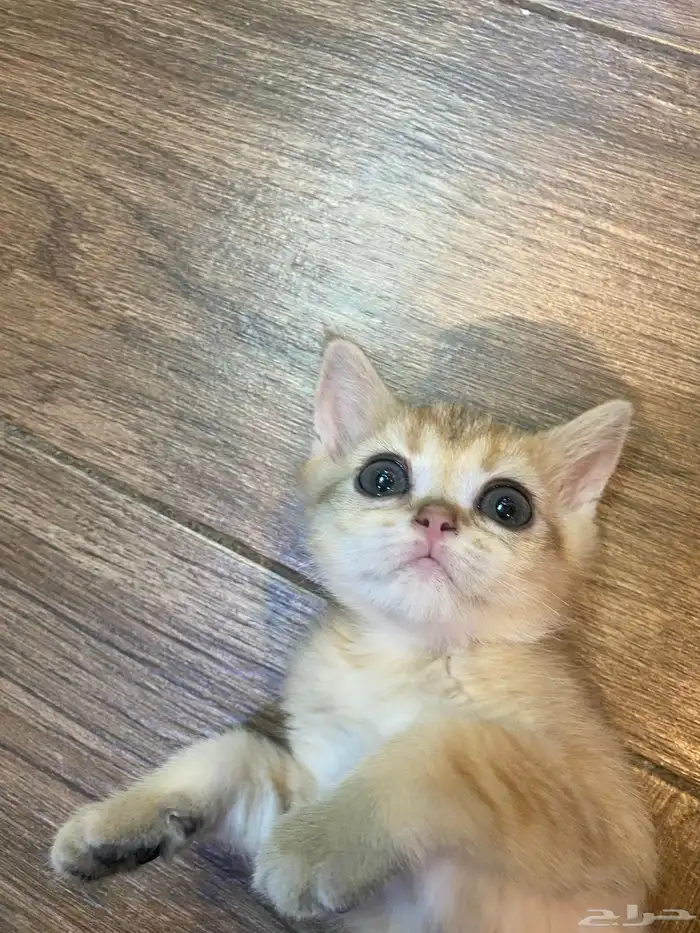 كيتن سكواتش 1
