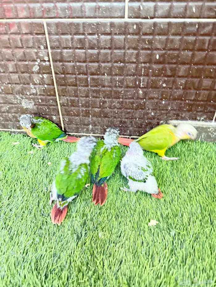 فروخ كنيور 2