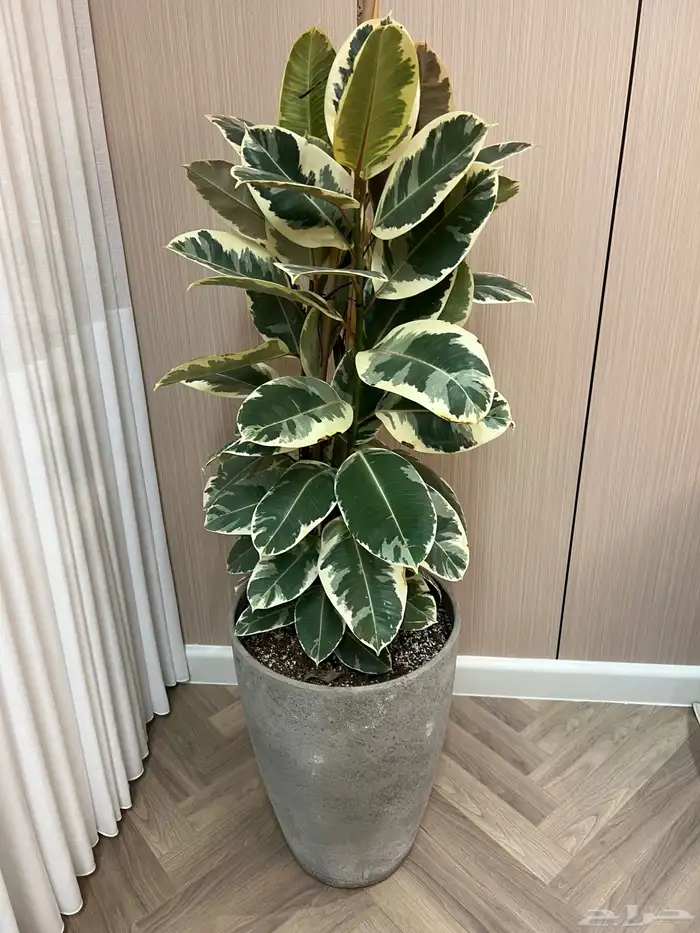 أعمال زراعة وصيانة للبيوت والمشاريع التجارية 20