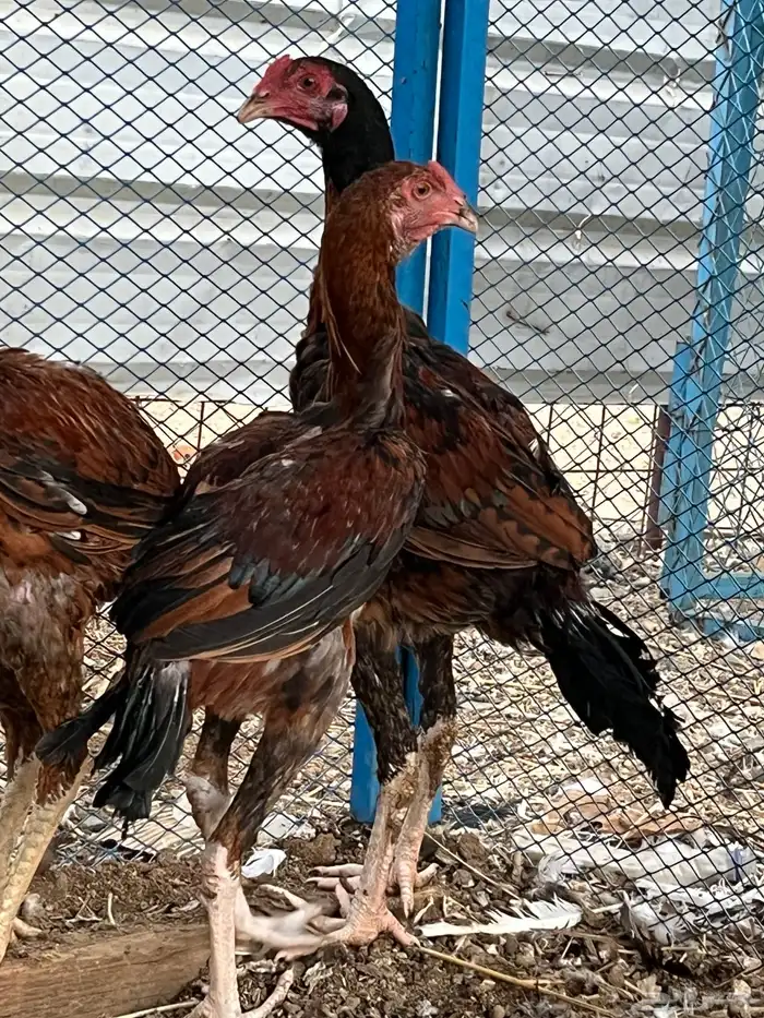 ديوك سندي صافيه 1
