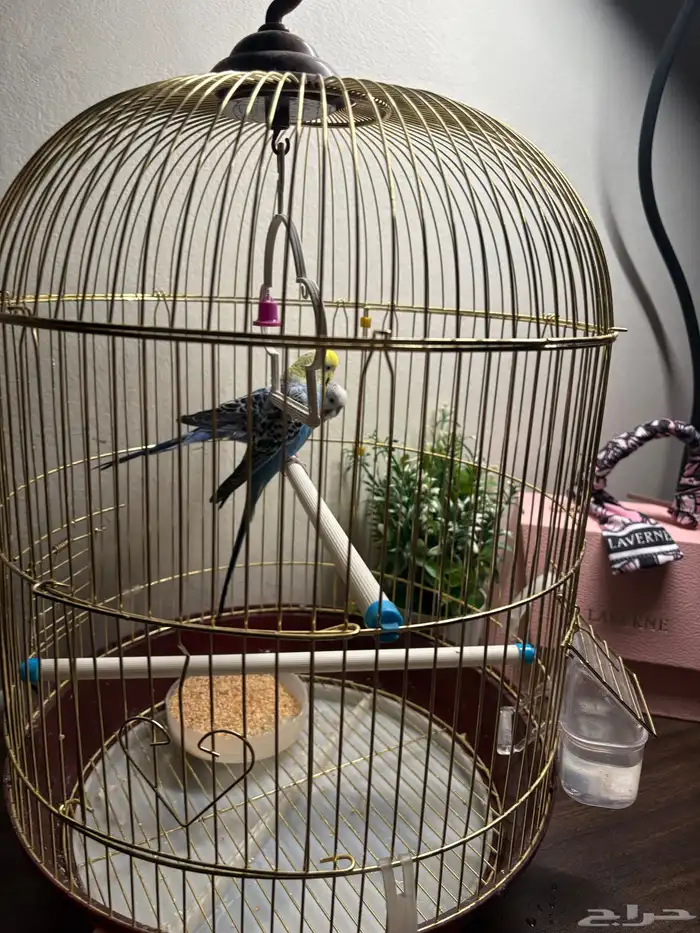 عصفور بادجي الحب 3