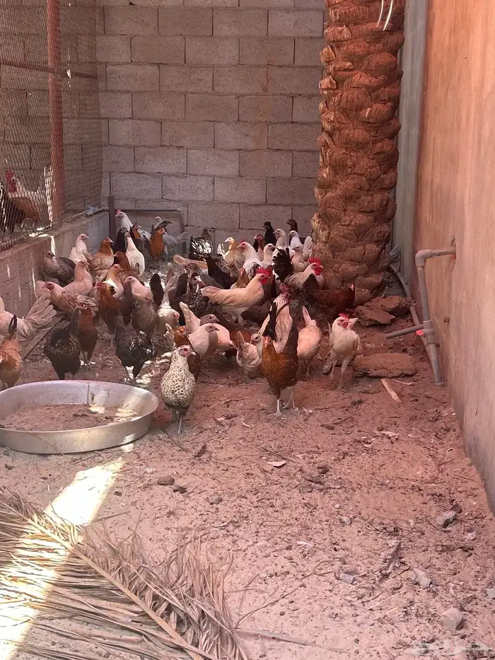 للبيع دجاج 0