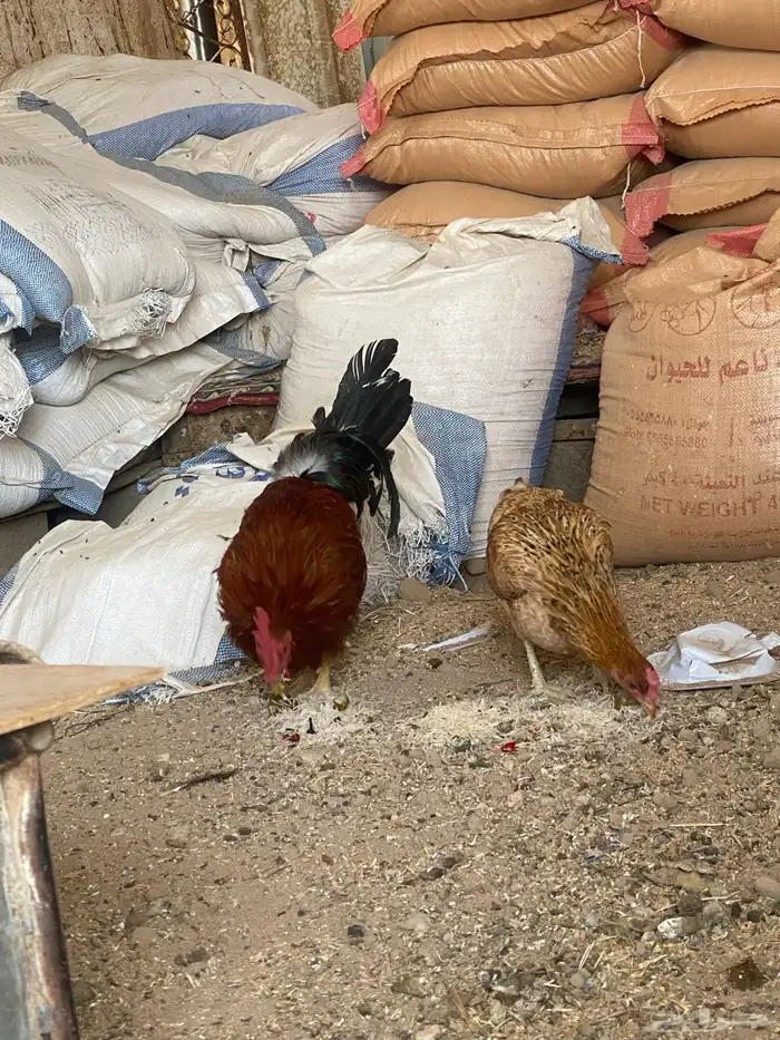طقمين دجاج كفو 0