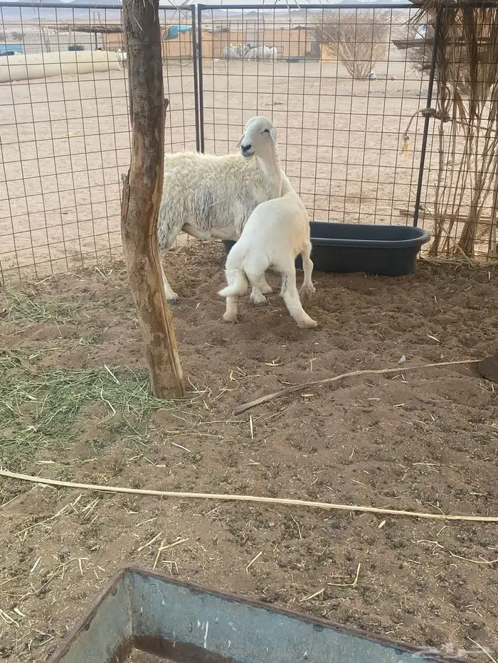 حريه حايل وخروف عمره 3 شهور الموقع الحناكيه 2