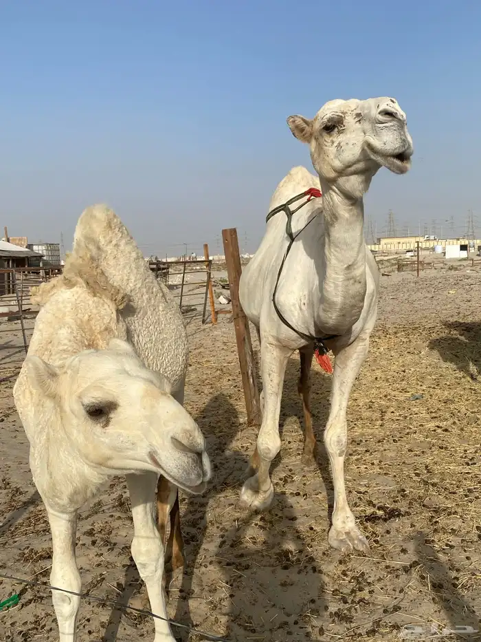 ناقه نصوف تكنف يمين ويسار هديه تحتها بكره عمرها 7 اشهر 0
