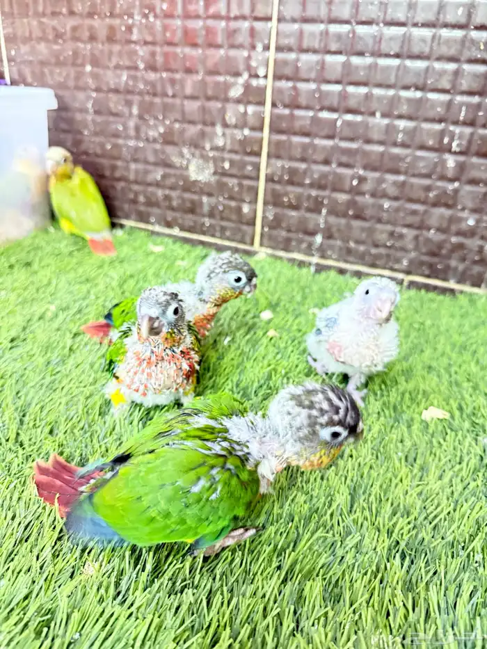 فروخ كنيور 7