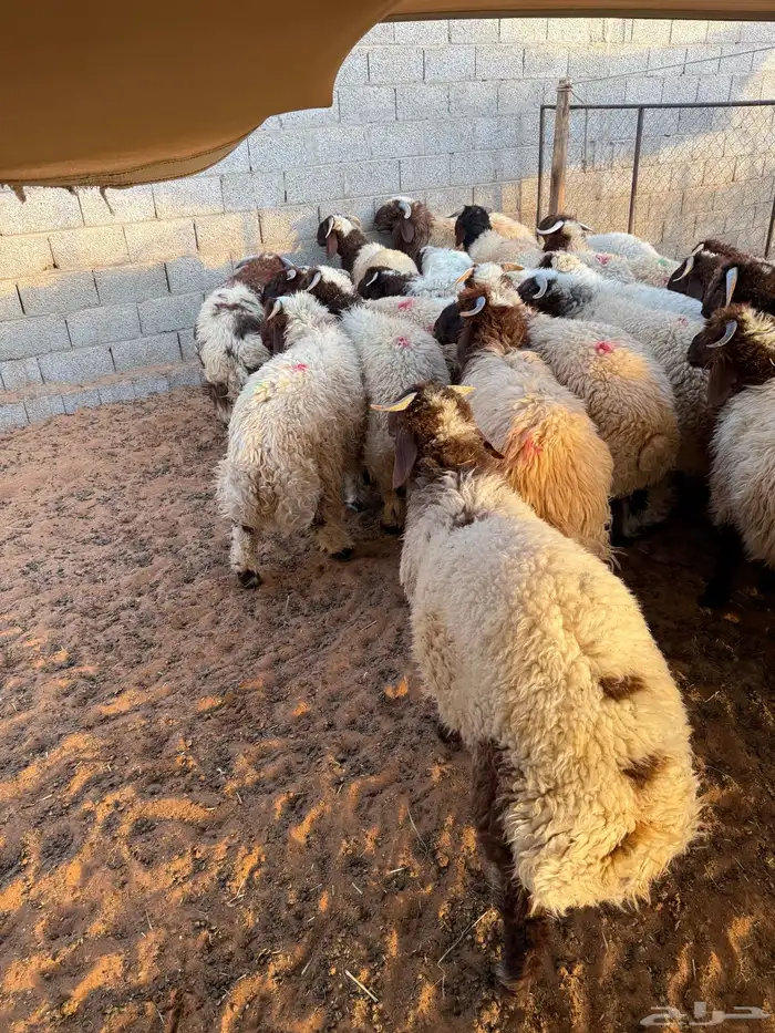 نعيمي بلدي ومتوفر تمارا 100 تقييم 4