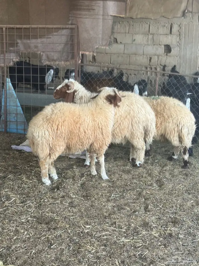 خرفان نعيم فاخر 0