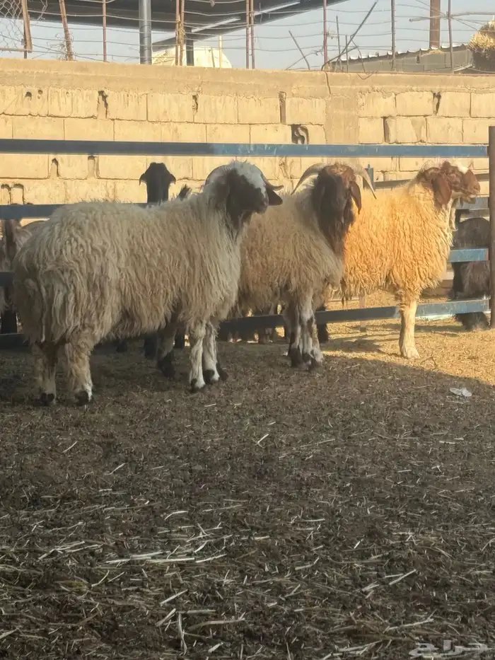 خرفان نعيم فاخر 4