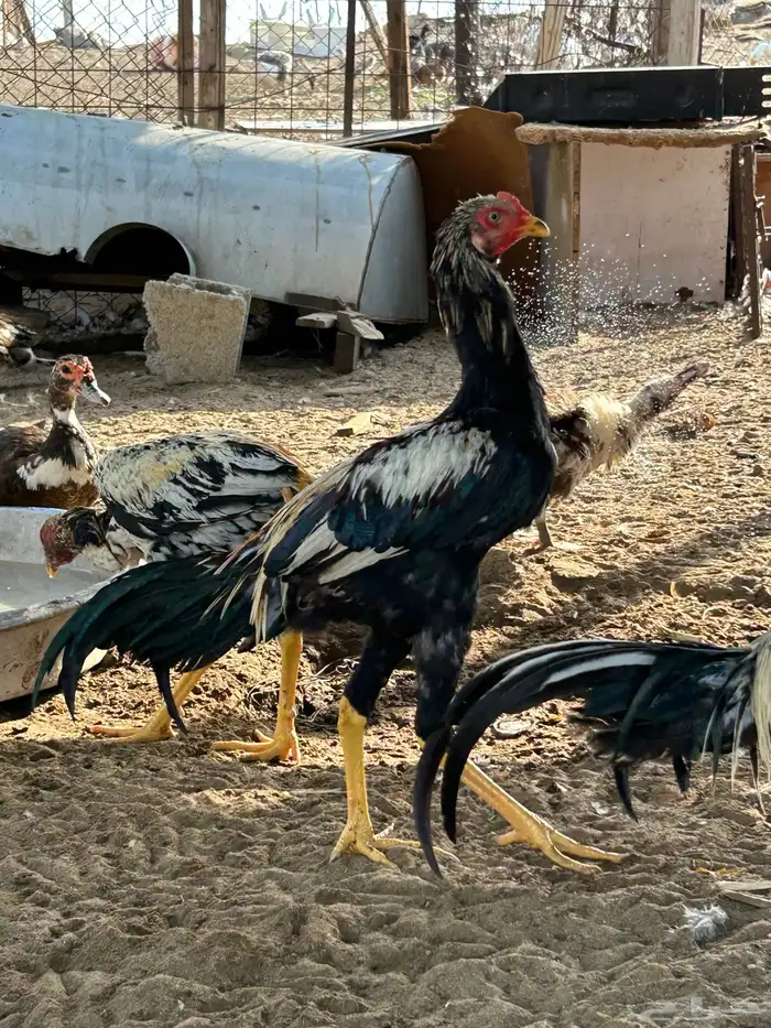 ديك باكستاني 7