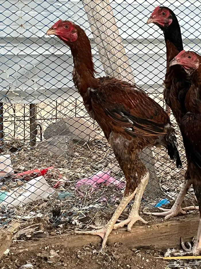 ديوك سندي صافيه 3