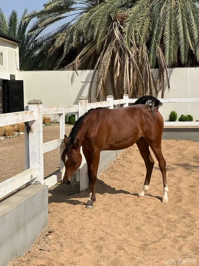 مهره عربيه ورق 4