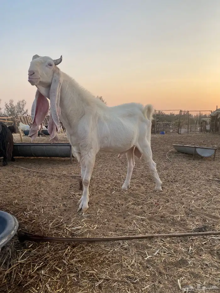 تيس فحل صنف 2