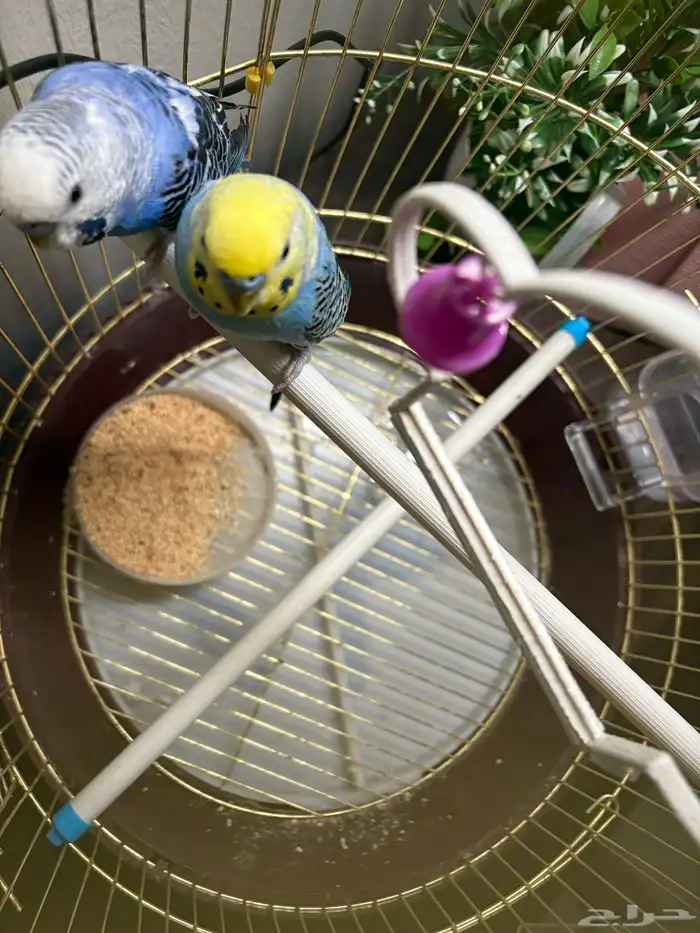 عصفور بادجي الحب 2