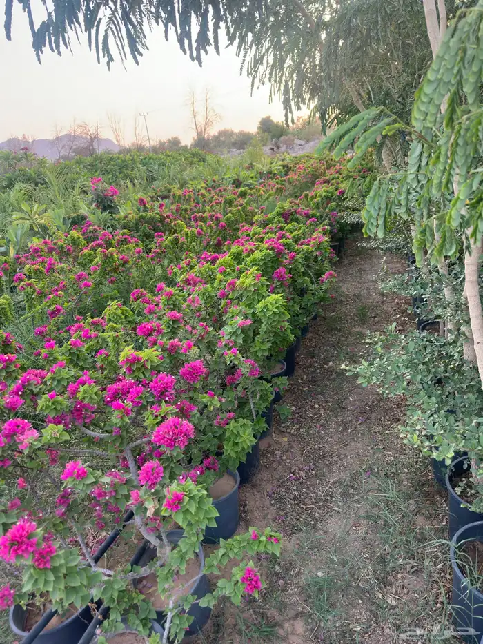 طلح نجدي وقرض افريقي   نجران  جملة فقط 1