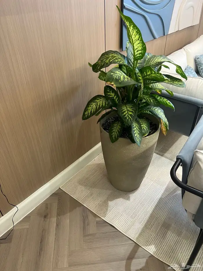 أعمال زراعة وصيانة للبيوت والمشاريع التجارية 22