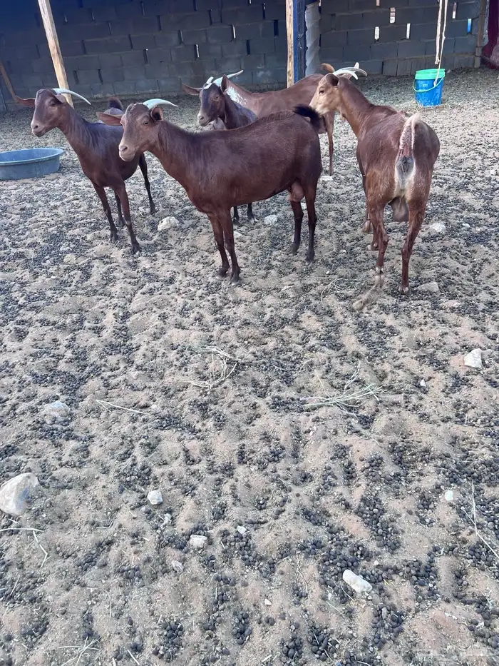 معزا دهم صنف 3