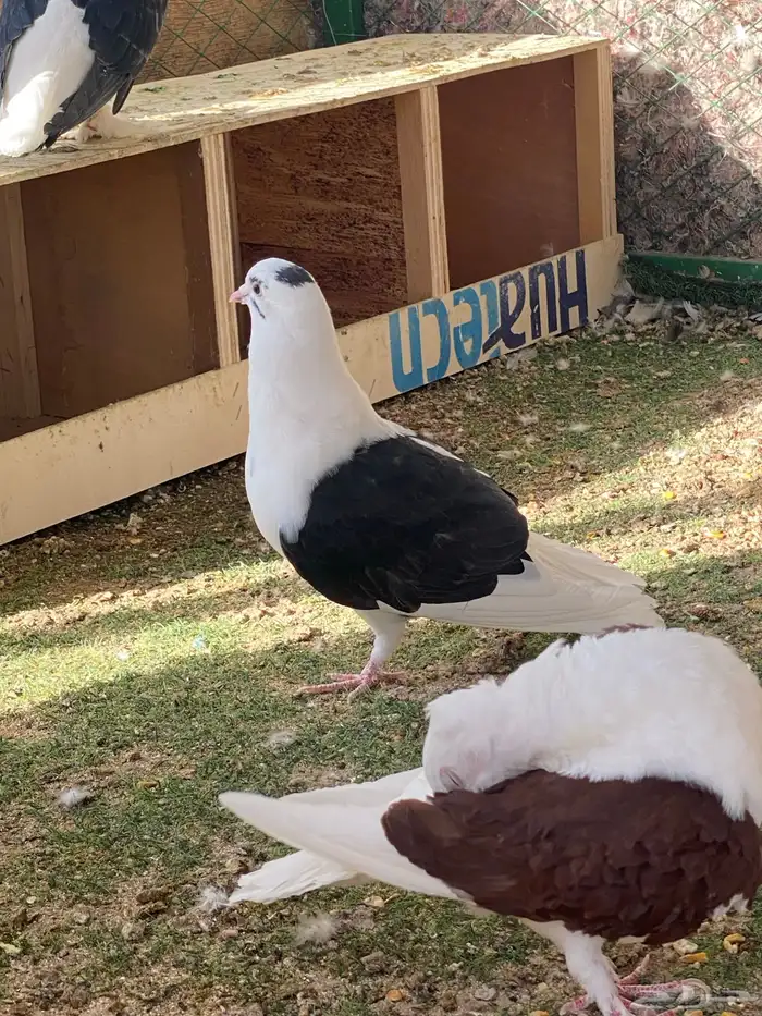 حمام جوز وتفريد 3
