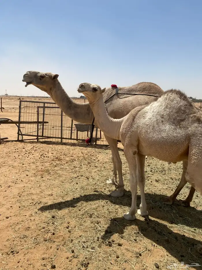عشرا ام رابع سليمه معها ولدها اوبدونه 0