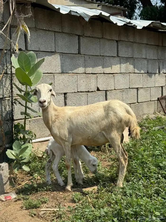 نعجه منتوج بكبش 1