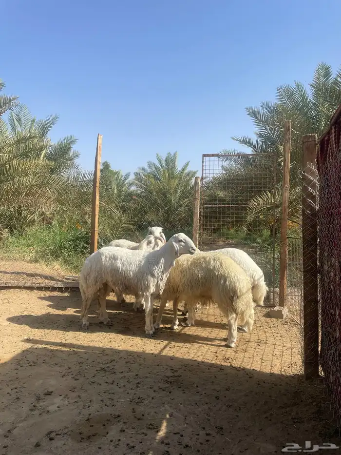 5 طليان طيبه 1