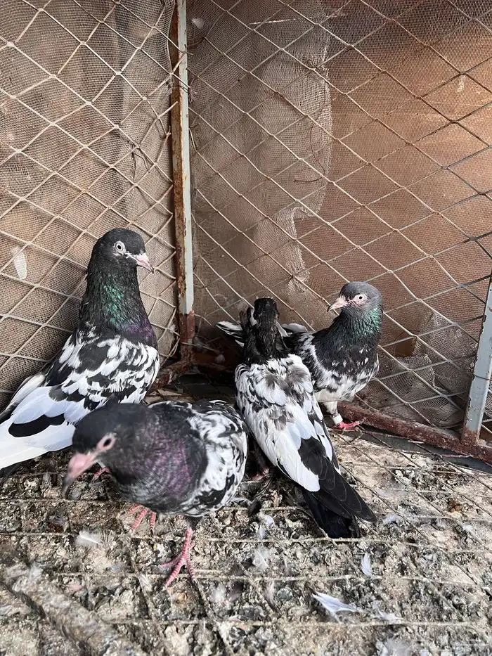 حمام باكستاني رام جوز منتج مع فروخ 0