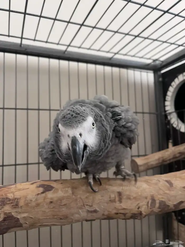 جوز كاسكو باض مرتين من غير تخصيب . 0