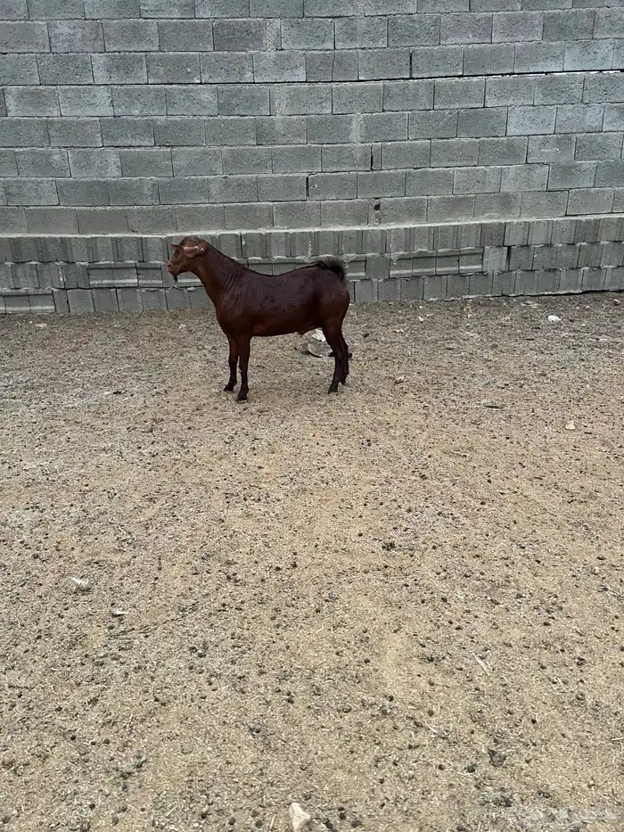 مشروع فحل أجم ادهم صنف 1