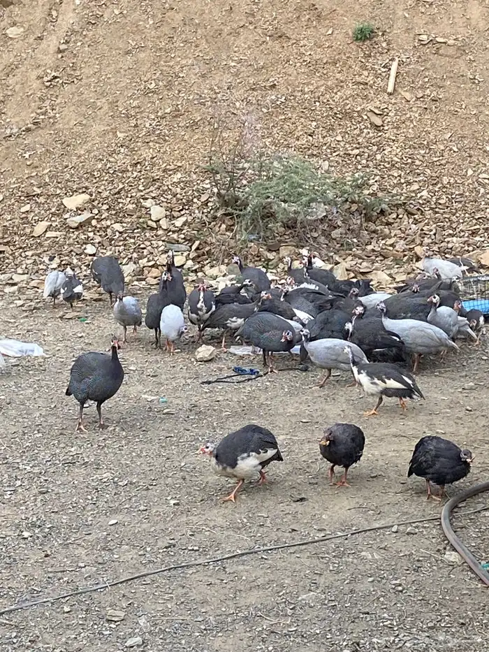 السلام عليكم اعرض لكم حجل حبشي. 0