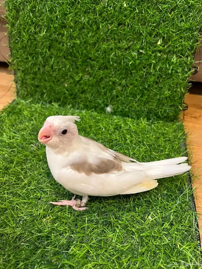 فرخ كروان مميز ( تم البيع ) 3